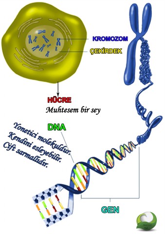 [Resim: dna.jpg]